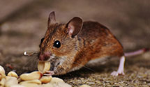 organic-and-eco-friendly-pest-solutions Experts in Metrocenter